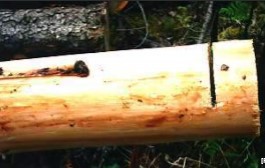 Cut Mark on Log